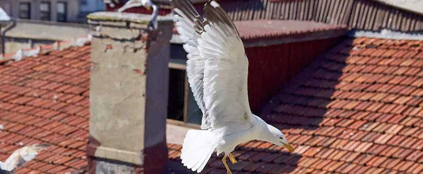Residential Chimney Animal Removal Solution in Culpeper, VA