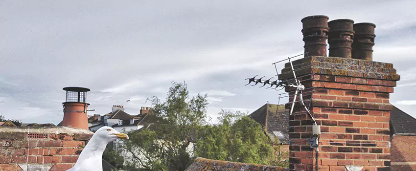 Chimney Cleaning And Restoration in Culpeper, Virginia